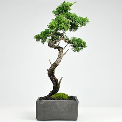 松盆栽 松柏類のミニ盆栽販売｜盆栽妙 – Page 7 – 盆栽妙 本店