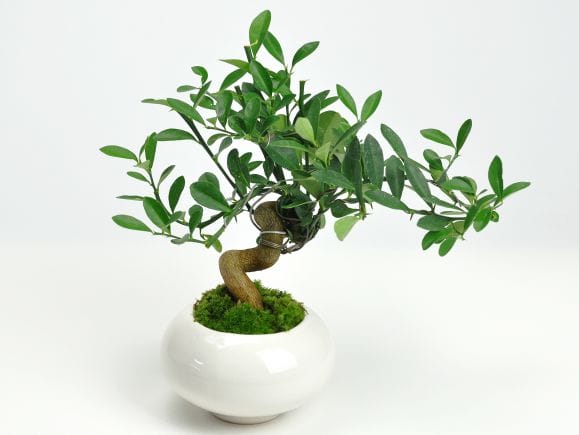 キンズ 太幹の盆栽を販売｜盆栽妙 – 盆栽妙 本店