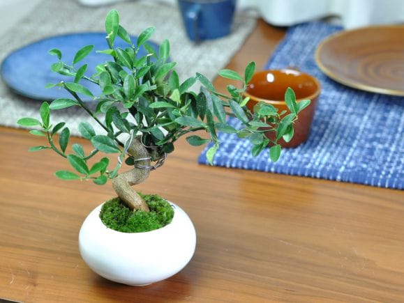 キンズ 太幹の盆栽を販売｜盆栽妙 – 盆栽妙 本店