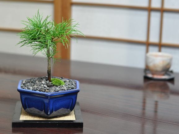 吾妻五葉松の盆栽を販売｜盆栽妙 – 盆栽妙 本店