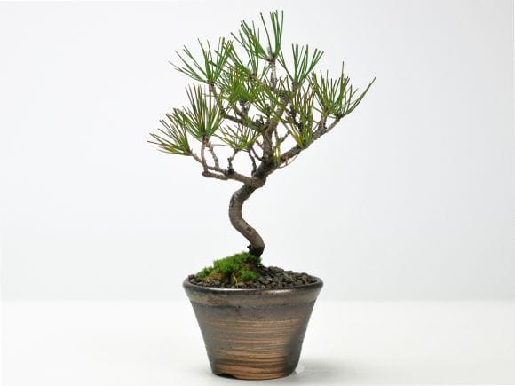 赤松の盆栽を販売｜盆栽妙 – 盆栽妙 本店