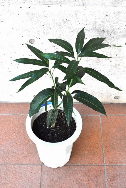 マンゴー(アップルマンゴー、キーツ等)