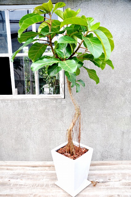 フィカス・アフリカンプリンス