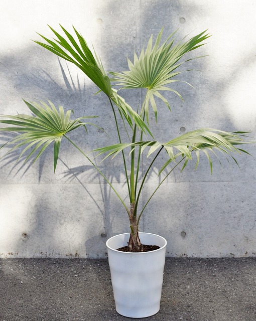 スリナックス(トリナックス)