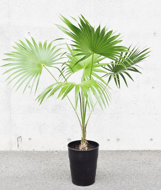 スリナックス(トリナックス)