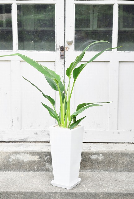 タビビトノキ(旅人の木)