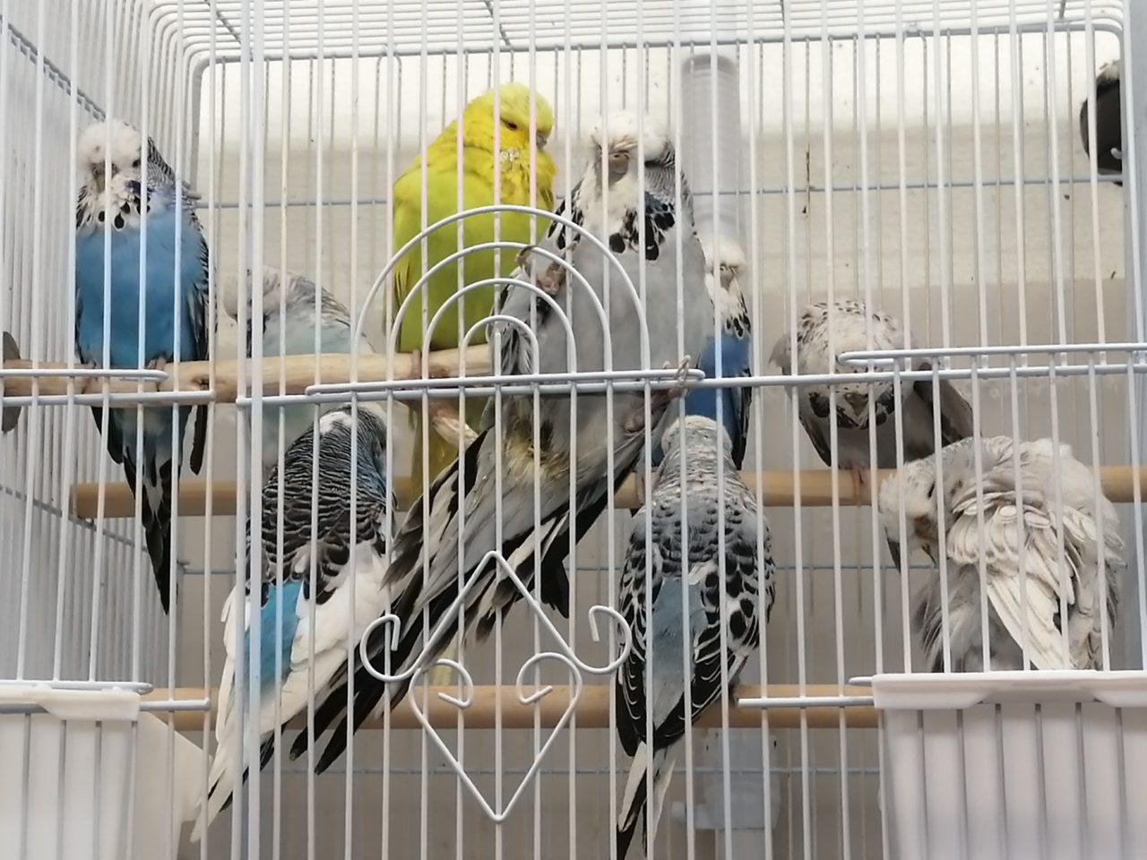 大型セキセイ（イギリスタイプ）入荷 | 京都の小鳥店（インコ、オウム