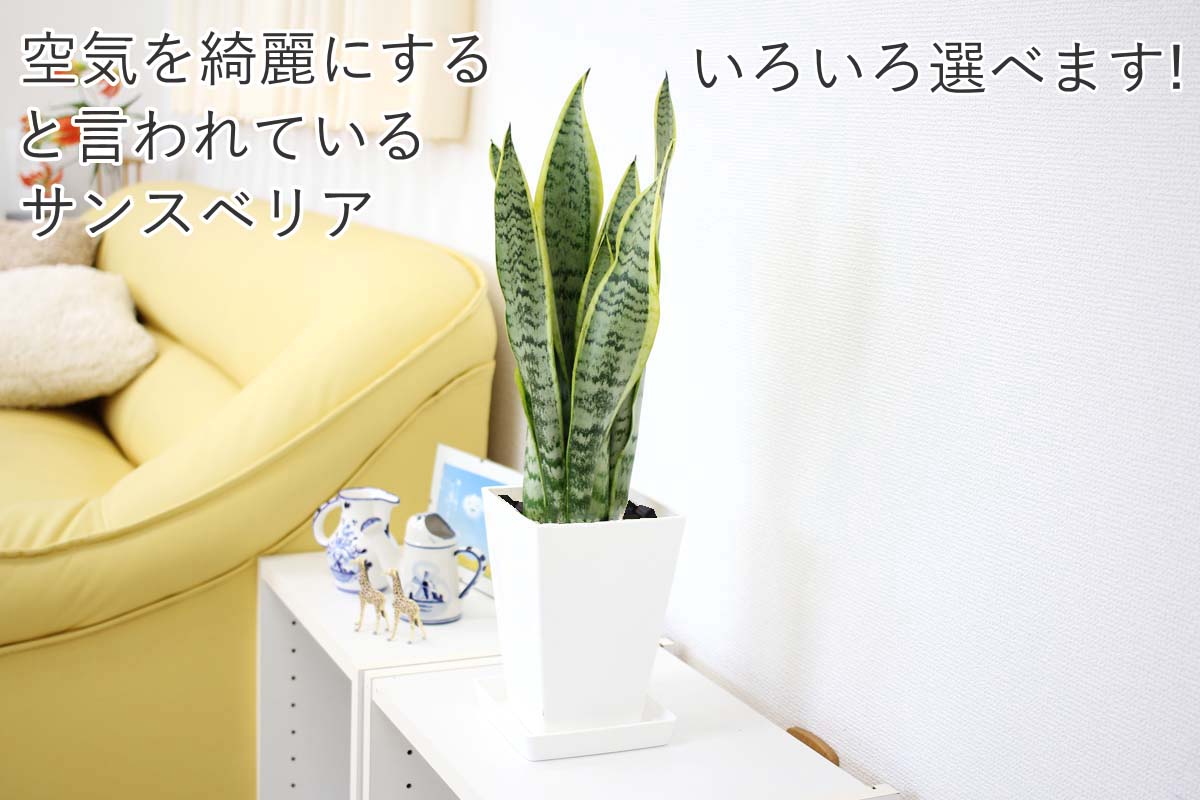 サンスベリア 5号 プラ鉢＆陶器鉢＆セメント鉢 通販 販売｜観葉植物の