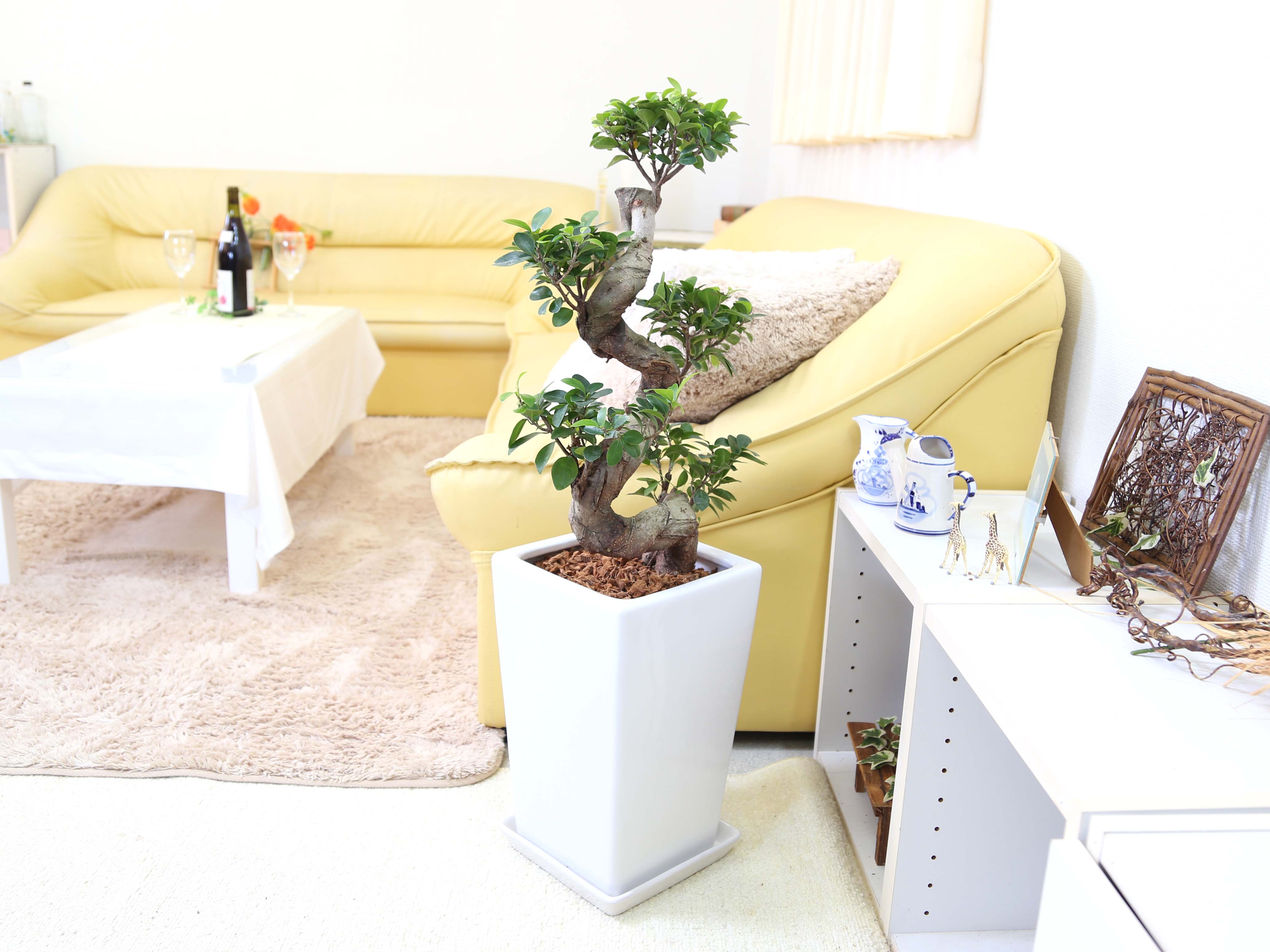 盆栽風 ガジュマル 8号 陶器鉢 通販 販売｜観葉植物のブルーミング