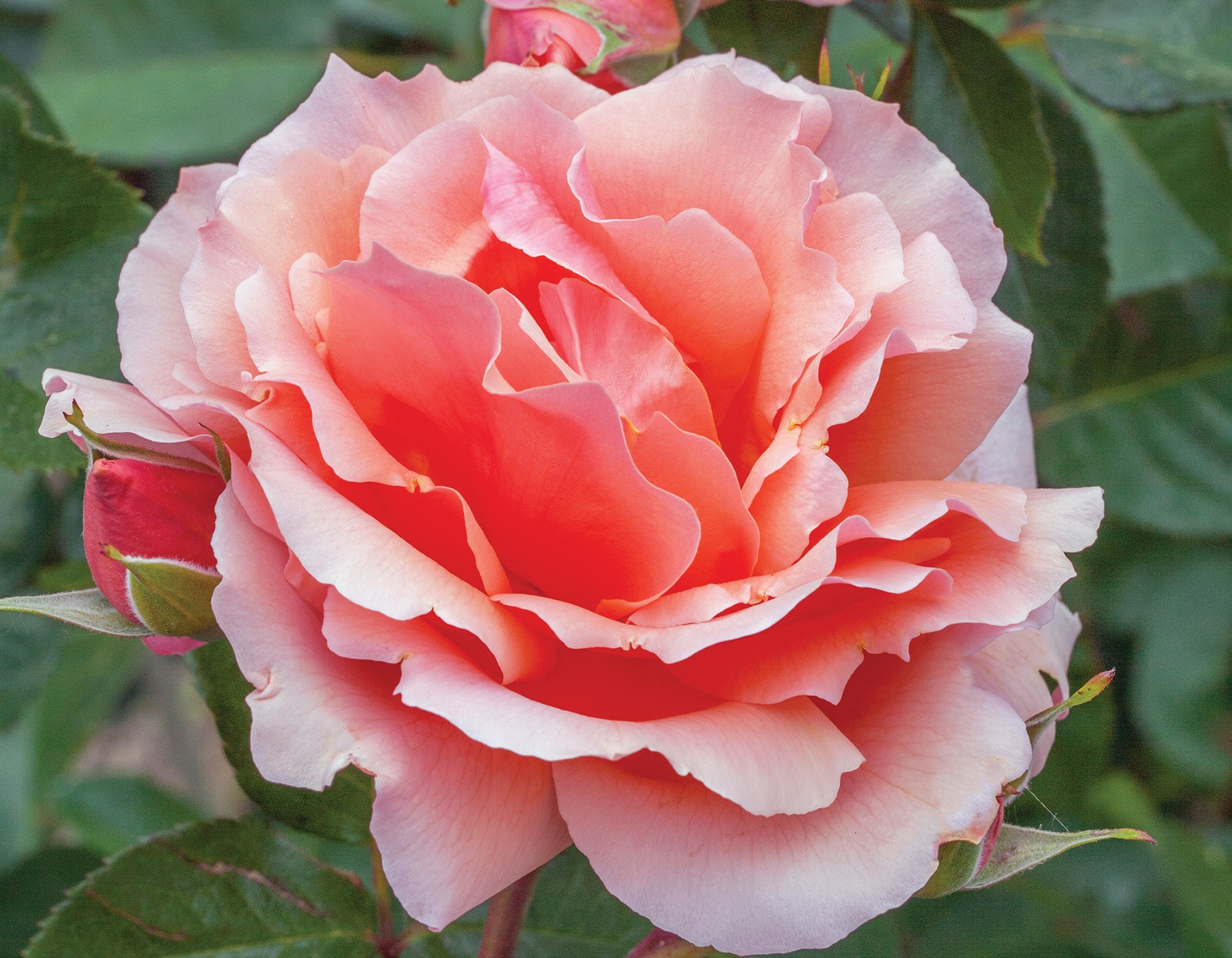 Apricot Candy™ | Bloomables