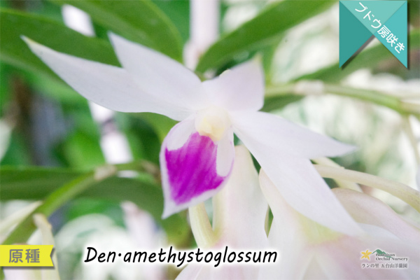 アメジスト色のリップがワンポイントな房咲きデンドロ原種】Dendrobium