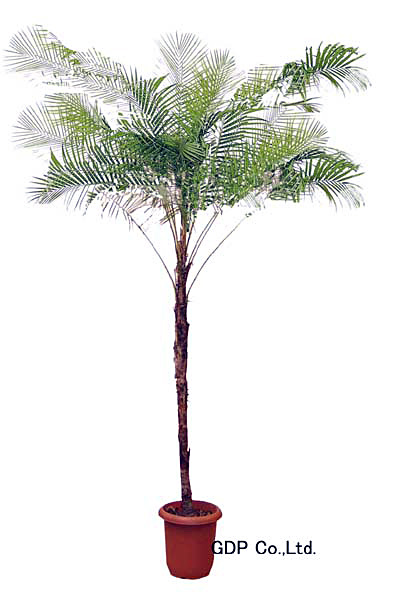 ブラジルヒメヤシ 観葉植物