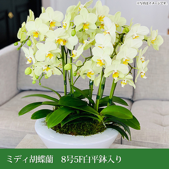 ミディ胡蝶蘭 8号5F白平鉢入り｜インテリア・ガーデン雑貨｜景品ゲット