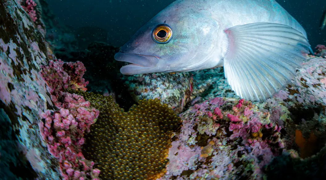 写真ギャラリー［SPECIAL TOUR］ | ダイビングサービス グラント