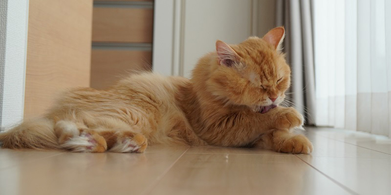猫が毛づくろいをする理由とブラッシングについて | GREEN DOG & CAT