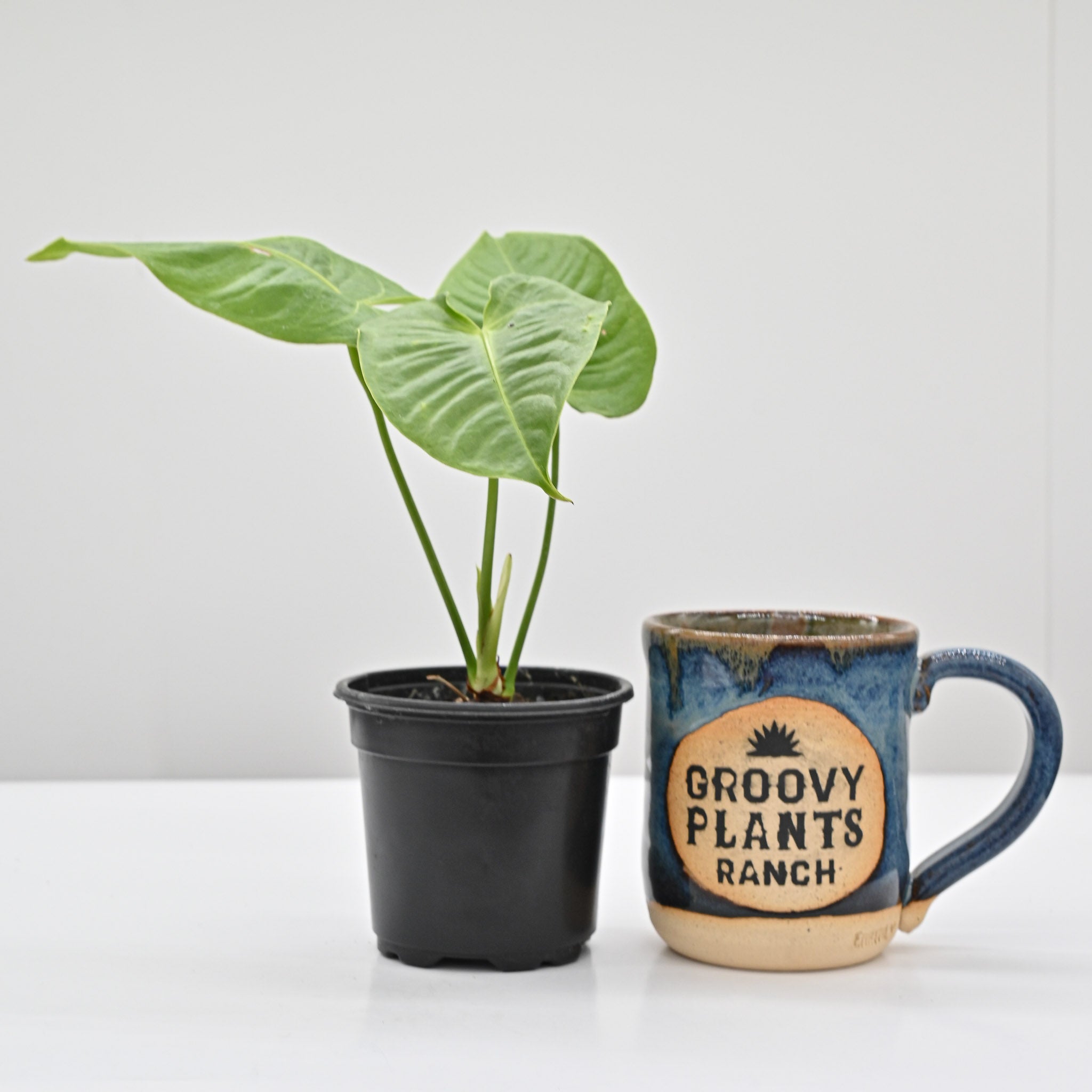 King Anthurium | Anthurium Veitchii – The Groovy Plants Ranch LLC