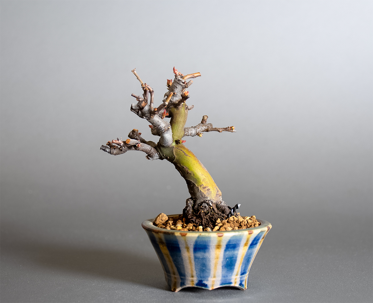 カリン-R2（かりん・花梨）実もの盆栽の販売と育て方・作り方