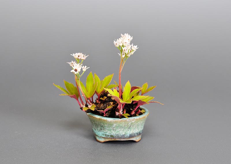 イワヤツデC（いわやつで・岩八手）タンチョウソウ｜草もの盆栽の販売