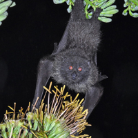 環境省_日本の世界自然遺産 [知床・白神山地・小笠原諸島・屋久島
