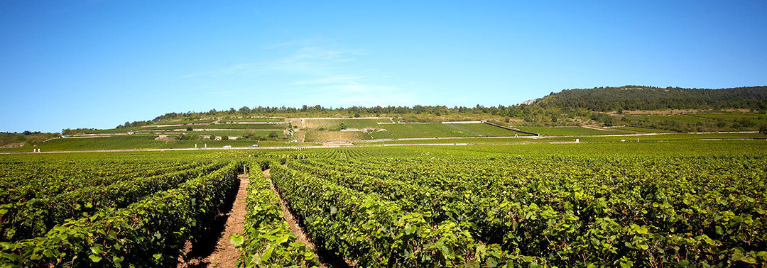 オリヴィエ・ルフレーヴ/ヴァランタン・ルフレーヴ | 取扱ブランド