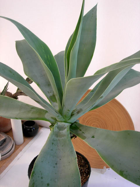 レア物です。アガベアテナータボーチンブルー 特大観葉植物の種類が