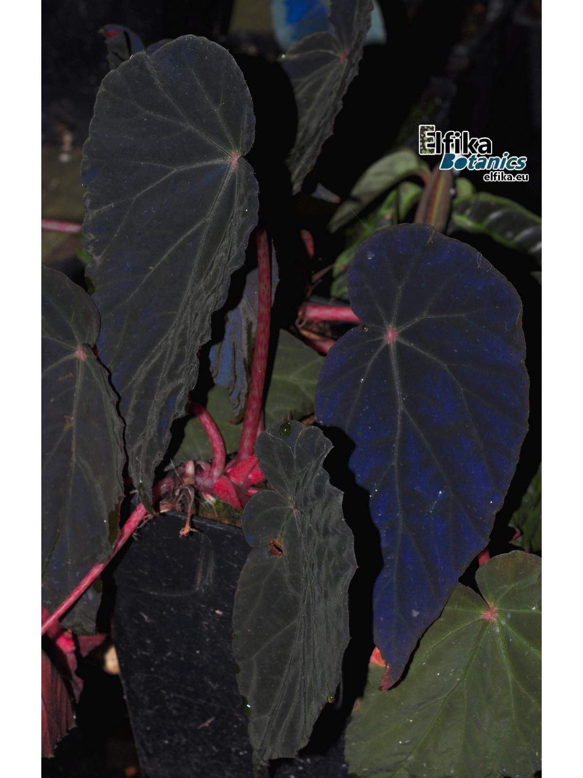Begonia burkillii (Dark, female)