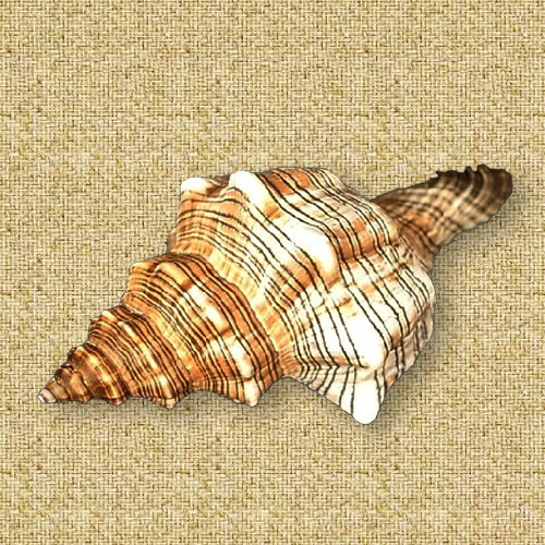 オブジェ 巻貝 || 通販・販売