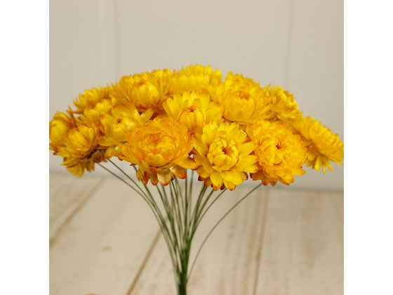 東京堂 ドライフラワー ヘリクリサムワイヤー付 イエロー 25本 通販