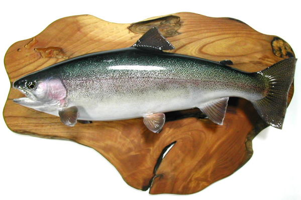 ニジマス剥製【魚類剥製工房フィッシュクラフトマツモト】