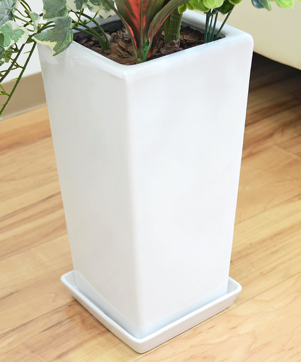 フィカス 観葉植物 寄せ植え 約65cm 観葉植物の販売・ギフトなら