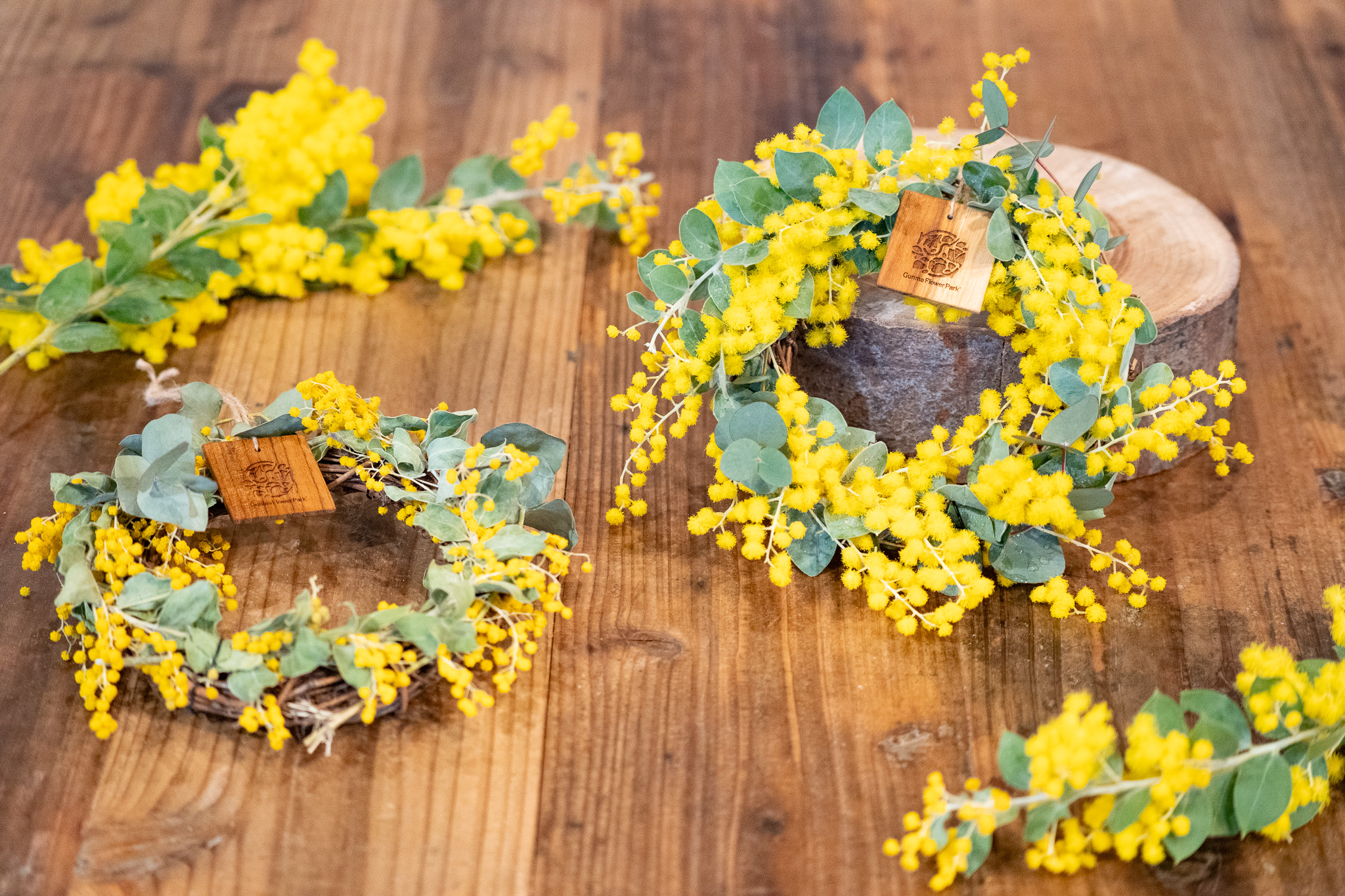 Gunma Flower Park +（ぐんまフラワーパークプラス）【公式】 - ミモザ