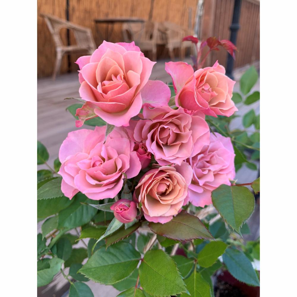 バラ予約】 バラ大苗 銘仙（めいせん） 【申込期限：2月22日】 の