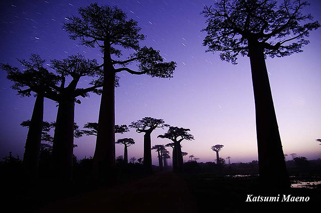 星の王子さまのバオバブの木と星 | 写真家・まえのかつみオフィシャル