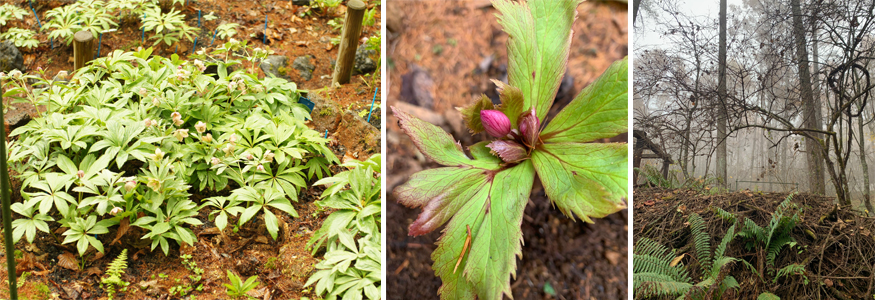 クリスマスローズ原種 チベタヌス 花郷園