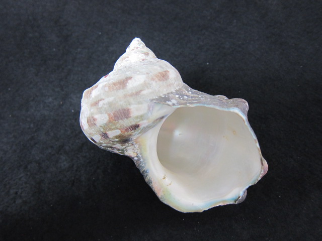 No.10 ヤコウガイ（夜光貝） 貝殻の問屋さん- 世界の貝殻・自然素材