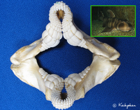 水槽掃除で拾ったサメ・エイの歯 | 市立しものせき水族館｢海響館｣ 公益