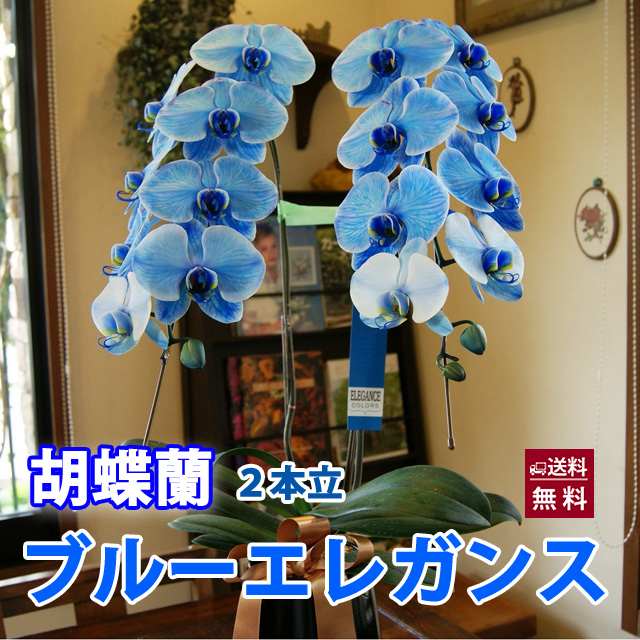 青い胡蝶蘭『ブルーエレガンス』 通販 花樹有（かじゅある） 商品詳細