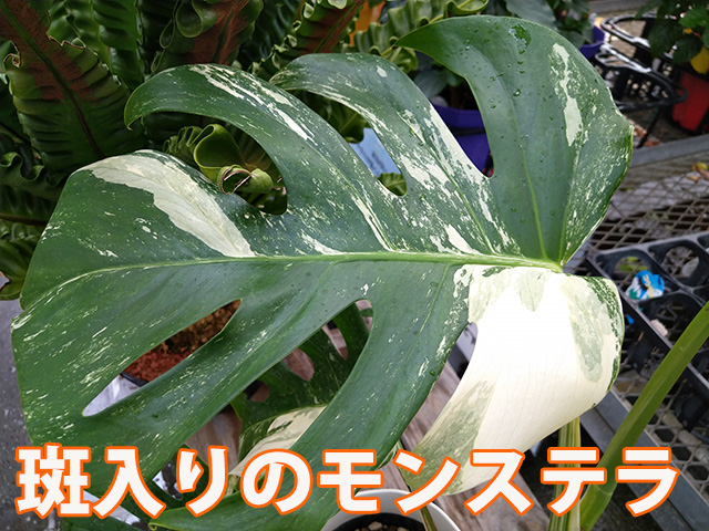 斑入りモンステラのフラワーギフト！送料無料ネット通販花屋花樹有（か