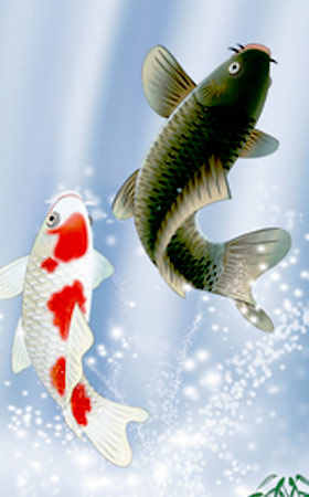 掛け軸 夫婦滝昇鯉 (森山観月) 送料無料 掛軸 商品詳細 掛け軸の販売