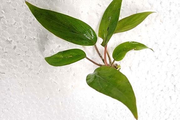 KBO ﾎﾏﾛﾒﾅ ﾘﾑﾉｹﾞﾅ: 水草｜カミハタビジネスオンライン