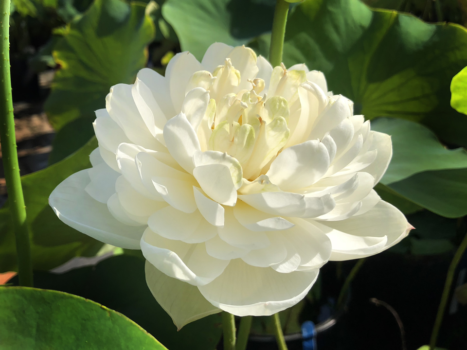 白玉蓮 種レンコン1株 4,000円 / 栽培セット 6,000円 | 花ハスの専門店