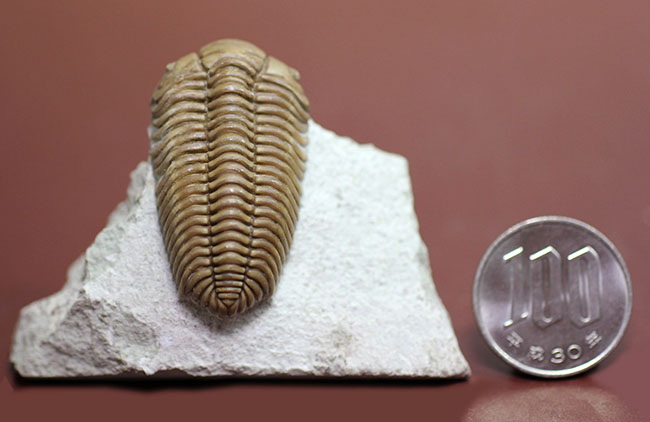 保存状態極めて良好、珍しいロシア産のファコプス目の三葉虫