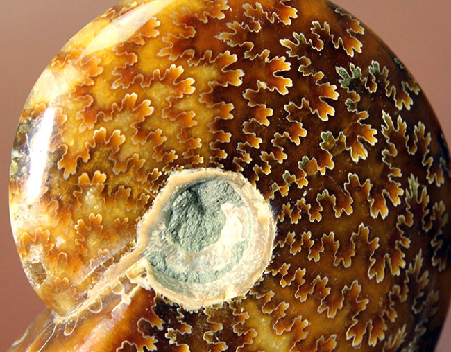 まさに、菊石。縫合線が全域に現れた見事な美品、マダガスカル産