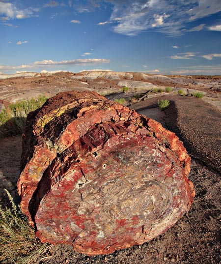 ブランド産地、米国アリゾナ州産の珪化木（Petrified wood）。表面を