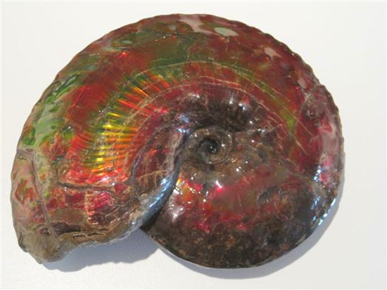 15センチの化石セブン品質のアンモライト アンモナイト 販売