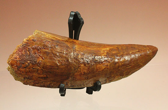 これぞ一級品！分厚く美しいカルカロドントサウルス歯の巨大歯化石