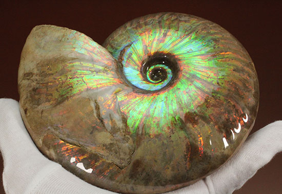 滅多にお目にかかれない！特大でありながら、すさまじい発色