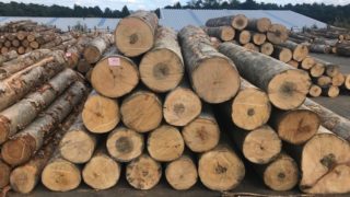 東北産広葉樹 原木入荷 | 無垢木材通販 服部商店