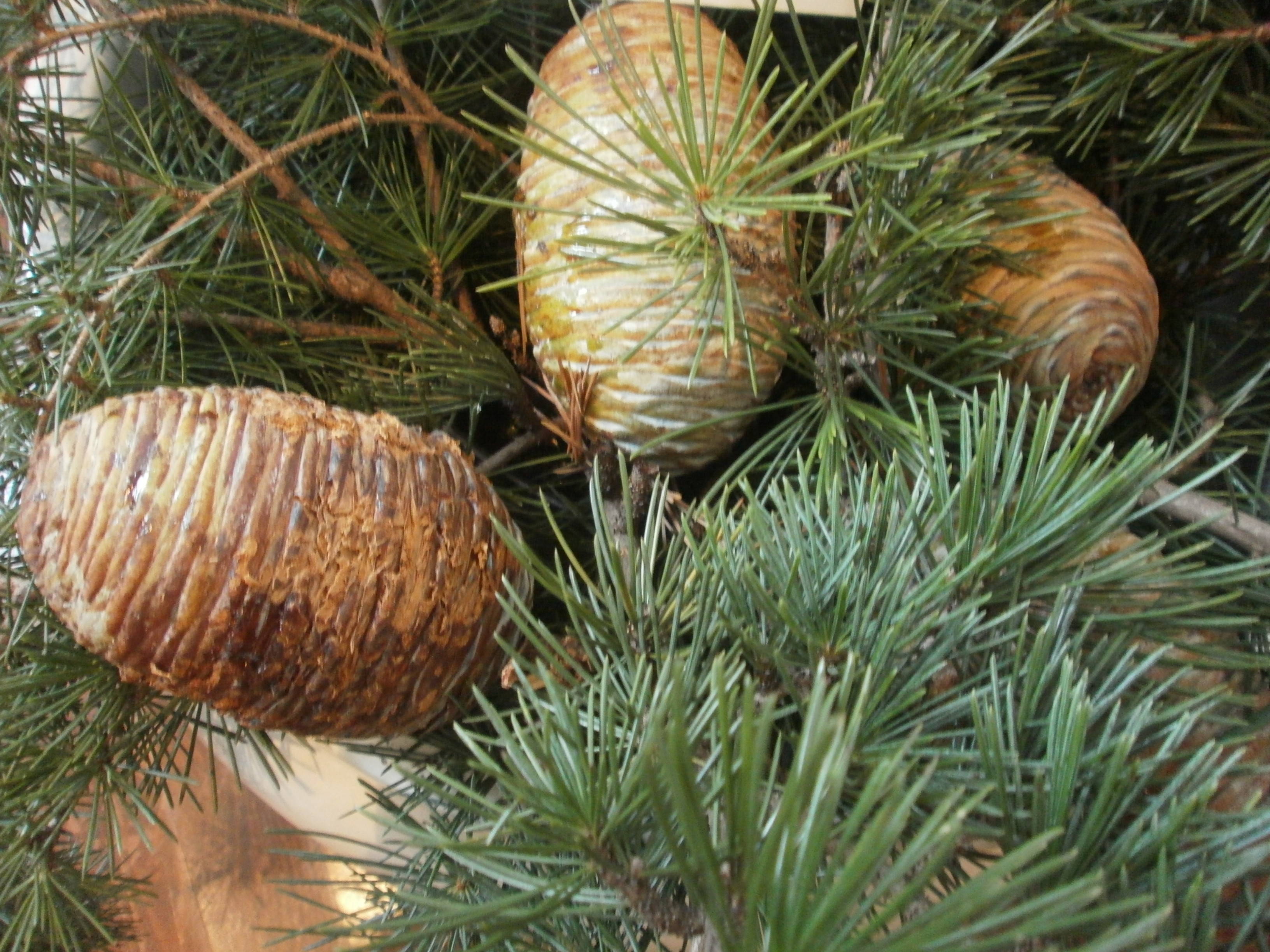 若い松ぼっくり|｜ブログ|山手公園公式サイト｜公益財団法人 横浜市緑