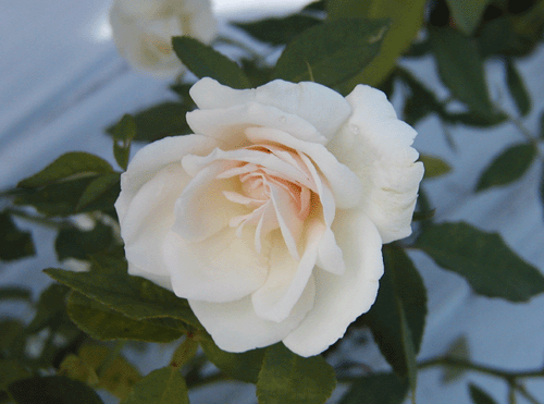 マダム ブラヴィ「スタンダードローズ大苗・軸高90cm・全体樹高110